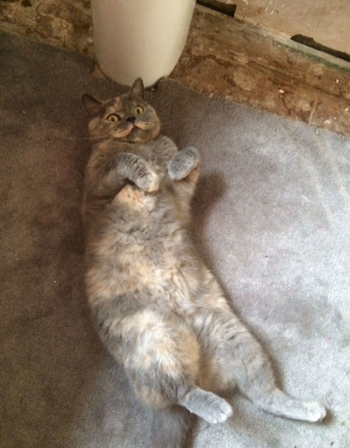 If My Pets Could Talk If My Pets Could Talk