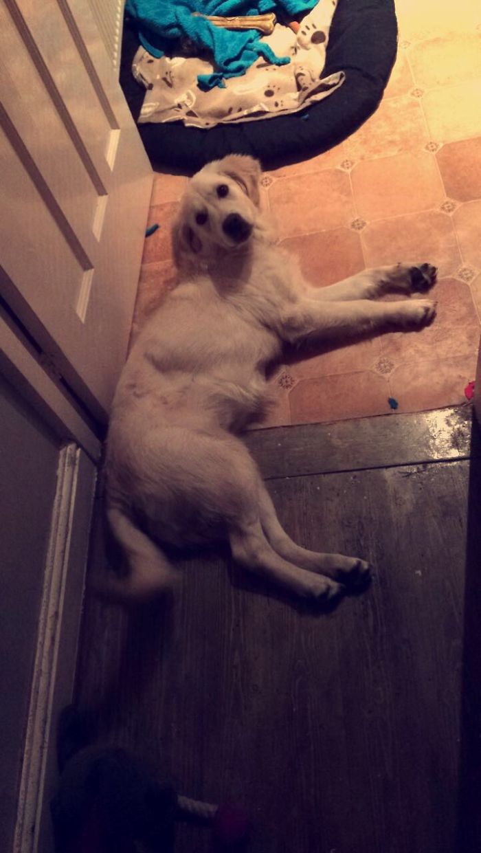 If My Pets Could Talk If My Pets Could Talk