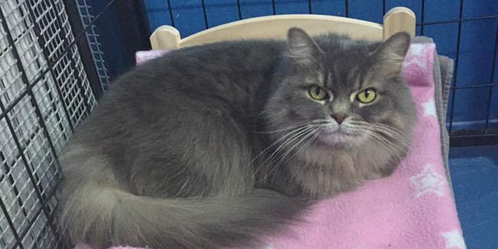 IKEA Donates Doll Beds For Shelter Cats, And It’s Just Too Adorable IKEA Donates Doll Beds For Shelter Cats, And It’s Just Too Adorable