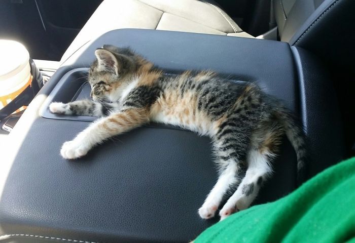 After Truck Driver Finds Stray Kitten On Road She Falls Asleep, And He Doesn’t Have The Heart to Wake Her After Truck Driver Finds Stray Kitten On Road She Falls Asleep, And He Doesn’t Have The Heart to Wake Her