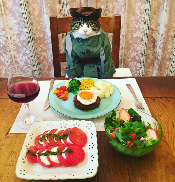 Cosplaying Cat Chef Dines With His Mom Every Night In Different Outfit Cosplaying Cat Chef Dines With His Mom Every Night In Different Outfit
