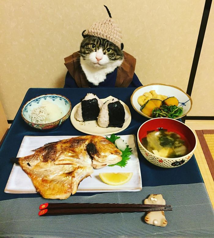 Cosplaying Cat Chef Dines With His Mom Every Night In Different Outfit Cosplaying Cat Chef Dines With His Mom Every Night In Different Outfit