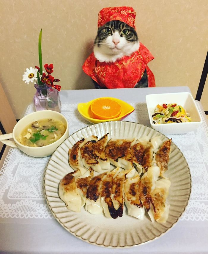 Cosplaying Cat Chef Dines With His Mom Every Night In Different Outfit Cosplaying Cat Chef Dines With His Mom Every Night In Different Outfit
