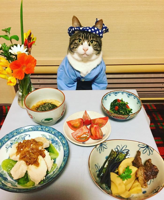 Cosplaying Cat Chef Dines With His Mom Every Night In Different Outfit Cosplaying Cat Chef Dines With His Mom Every Night In Different Outfit
