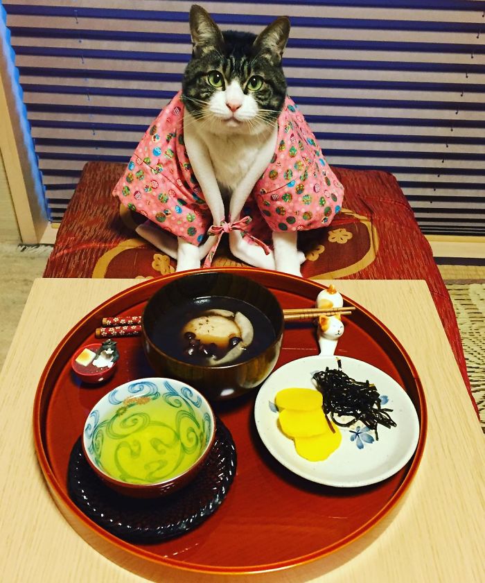 Cosplaying Cat Chef Dines With His Mom Every Night In Different Outfit Cosplaying Cat Chef Dines With His Mom Every Night In Different Outfit