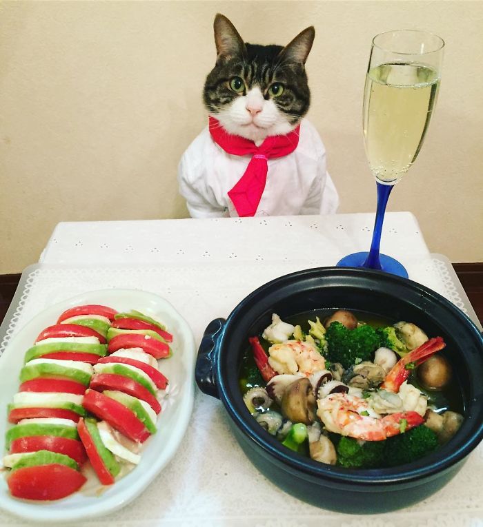 Cosplaying Cat Chef Dines With His Mom Every Night In Different Outfit Cosplaying Cat Chef Dines With His Mom Every Night In Different Outfit