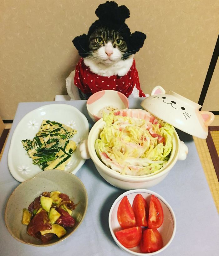 Cosplaying Cat Chef Dines With His Mom Every Night In Different Outfit Cosplaying Cat Chef Dines With His Mom Every Night In Different Outfit
