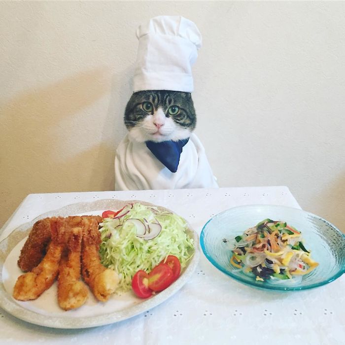 Cosplaying Cat Chef Dines With His Mom Every Night In Different Outfit Cosplaying Cat Chef Dines With His Mom Every Night In Different Outfit