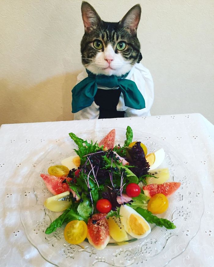 Cosplaying Cat Chef Dines With His Mom Every Night In Different Outfit Cosplaying Cat Chef Dines With His Mom Every Night In Different Outfit