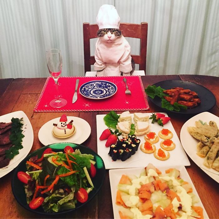 Cosplaying Cat Chef Dines With His Mom Every Night In Different Outfit Cosplaying Cat Chef Dines With His Mom Every Night In Different Outfit