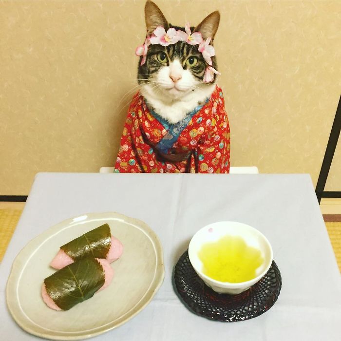 Cosplaying Cat Chef Dines With His Mom Every Night In Different Outfit Cosplaying Cat Chef Dines With His Mom Every Night In Different Outfit