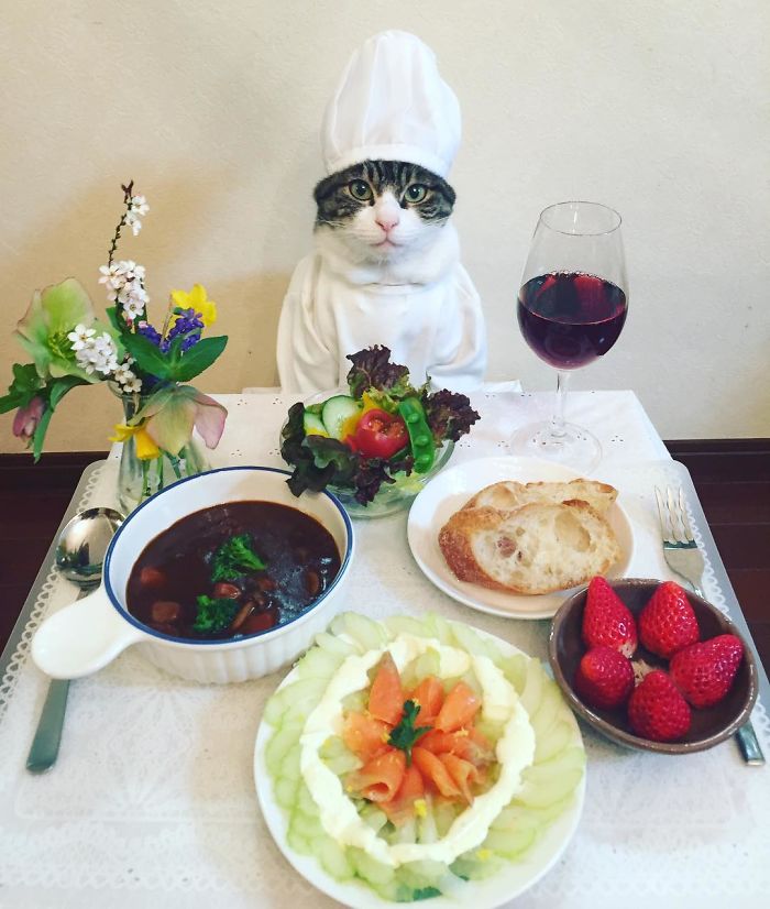 Cosplaying Cat Chef Dines With His Mom Every Night In Different Outfit Cosplaying Cat Chef Dines With His Mom Every Night In Different Outfit