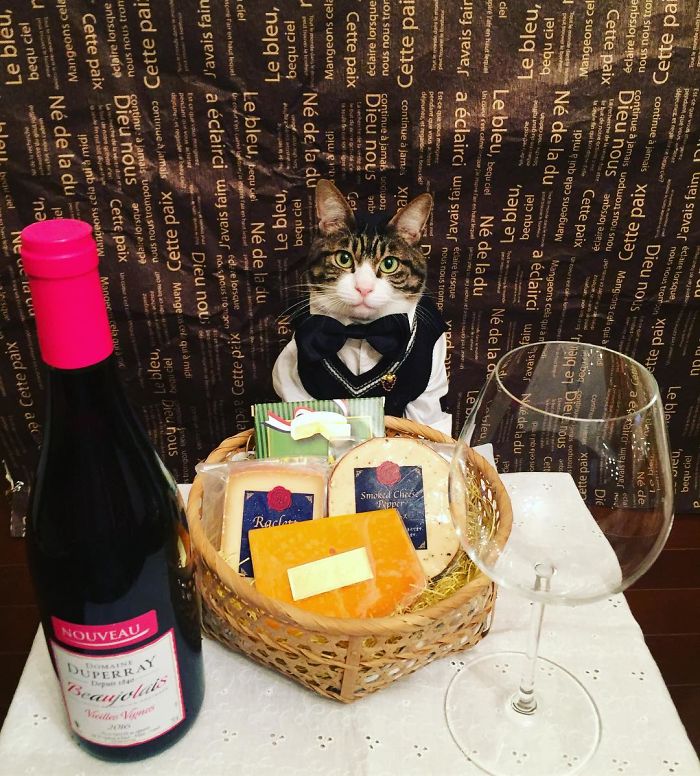 Cosplaying Cat Chef Dines With His Mom Every Night In Different Outfit Cosplaying Cat Chef Dines With His Mom Every Night In Different Outfit