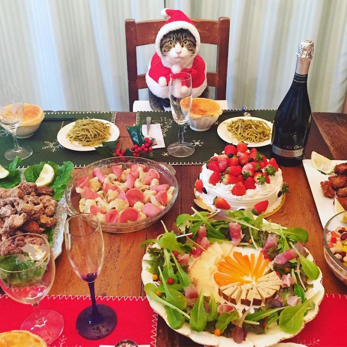 Cosplaying Cat Chef Dines With His Mom Every Night In Different Outfit Cosplaying Cat Chef Dines With His Mom Every Night In Different Outfit