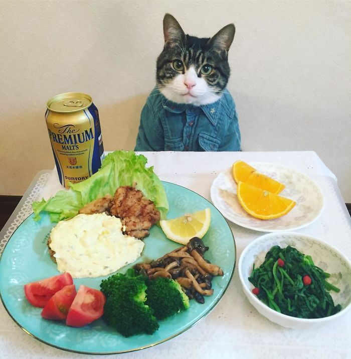 Cosplaying Cat Chef Dines With His Mom Every Night In Different Outfit Cosplaying Cat Chef Dines With His Mom Every Night In Different Outfit