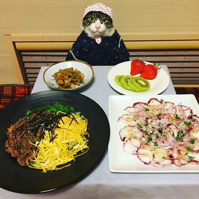 Cosplaying Cat Chef Dines With His Mom Every Night In Different Outfit Cosplaying Cat Chef Dines With His Mom Every Night In Different Outfit