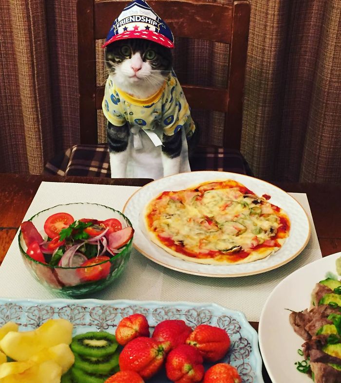 Cosplaying Cat Chef Dines With His Mom Every Night In Different Outfit Cosplaying Cat Chef Dines With His Mom Every Night In Different Outfit