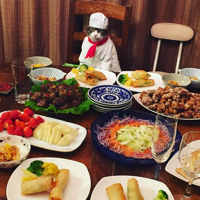 Cosplaying Cat Chef Dines With His Mom Every Night In Different Outfit Cosplaying Cat Chef Dines With His Mom Every Night In Different Outfit