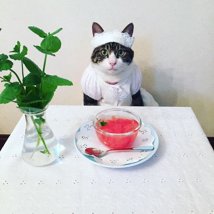 Cosplaying Cat Chef Dines With His Mom Every Night In Different Outfit Cosplaying Cat Chef Dines With His Mom Every Night In Different Outfit