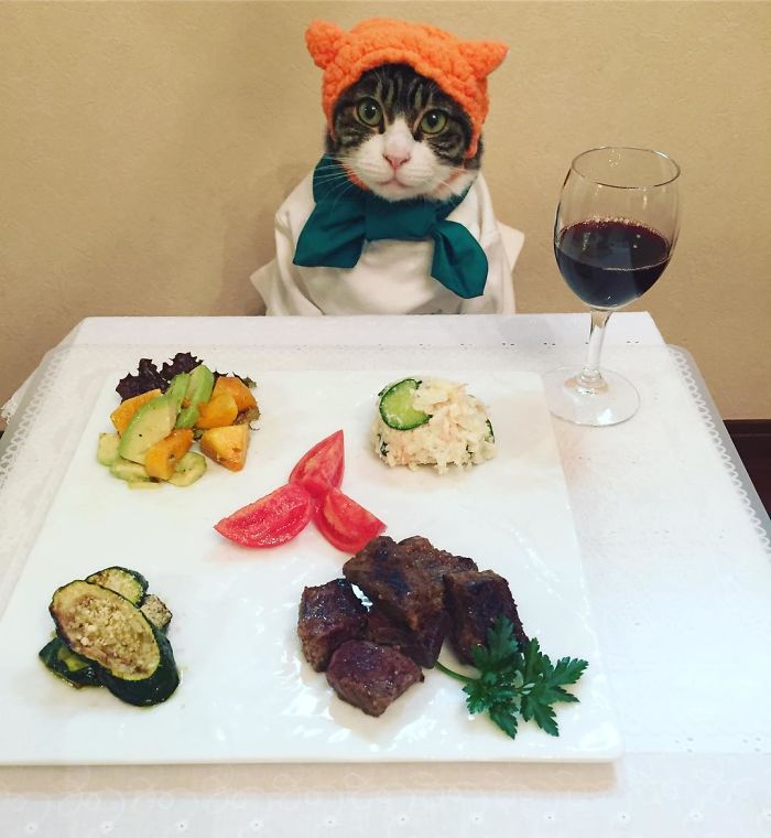 Cosplaying Cat Chef Dines With His Mom Every Night In Different Outfit Cosplaying Cat Chef Dines With His Mom Every Night In Different Outfit