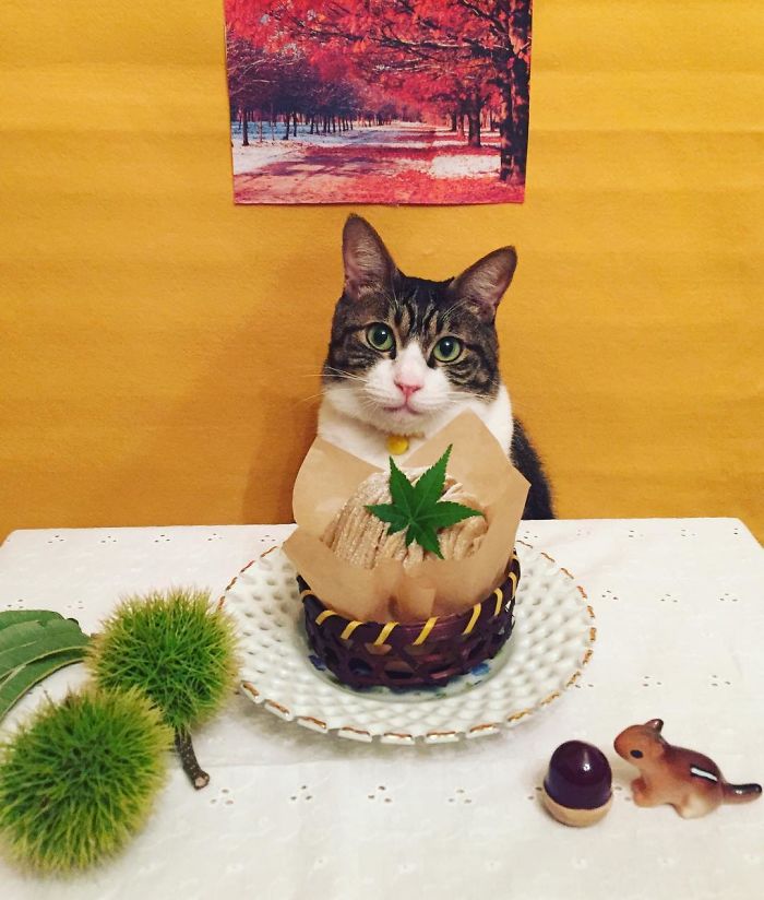 Cosplaying Cat Chef Dines With His Mom Every Night In Different Outfit Cosplaying Cat Chef Dines With His Mom Every Night In Different Outfit