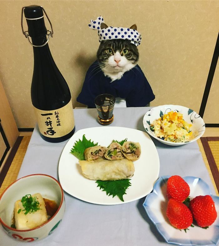 Cosplaying Cat Chef Dines With His Mom Every Night In Different Outfit Cosplaying Cat Chef Dines With His Mom Every Night In Different Outfit