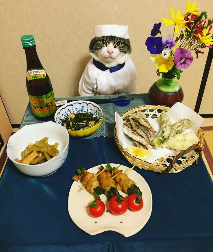 Cosplaying Cat Chef Dines With His Mom Every Night In Different Outfit Cosplaying Cat Chef Dines With His Mom Every Night In Different Outfit