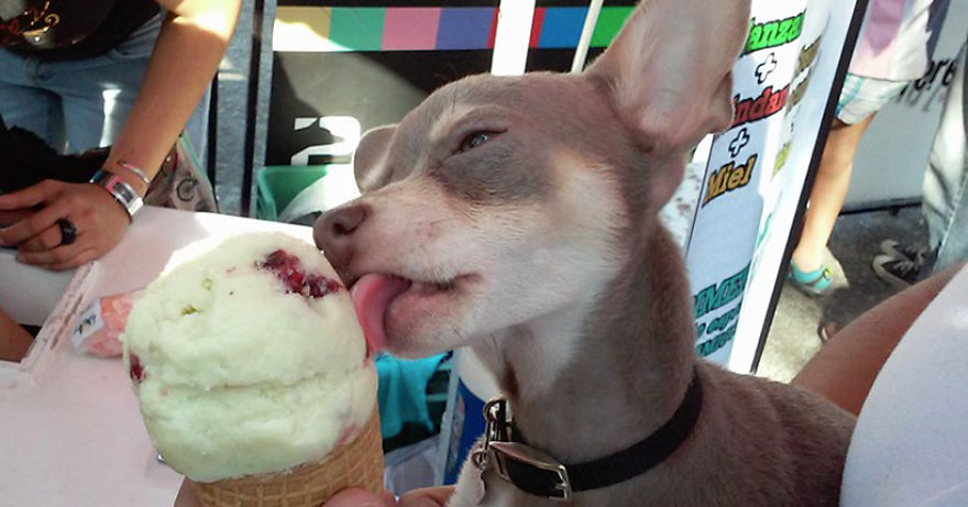 Ice Cream Parlor For Dogs Opens In Mexico Ice Cream Parlor For Dogs Opens In Mexico