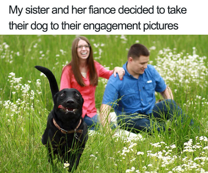 50 Times Asshole Dogs Ruined Perfect Shots 50 Times Asshole Dogs Ruined Perfect Shots