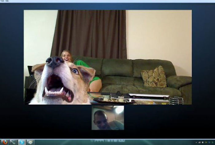 50 Times Asshole Dogs Ruined Perfect Shots 50 Times Asshole Dogs Ruined Perfect Shots