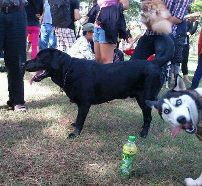 50 Times Asshole Dogs Ruined Perfect Shots 50 Times Asshole Dogs Ruined Perfect Shots