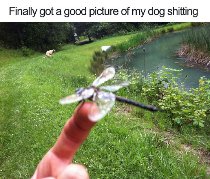 50 Times Asshole Dogs Ruined Perfect Shots 50 Times Asshole Dogs Ruined Perfect Shots