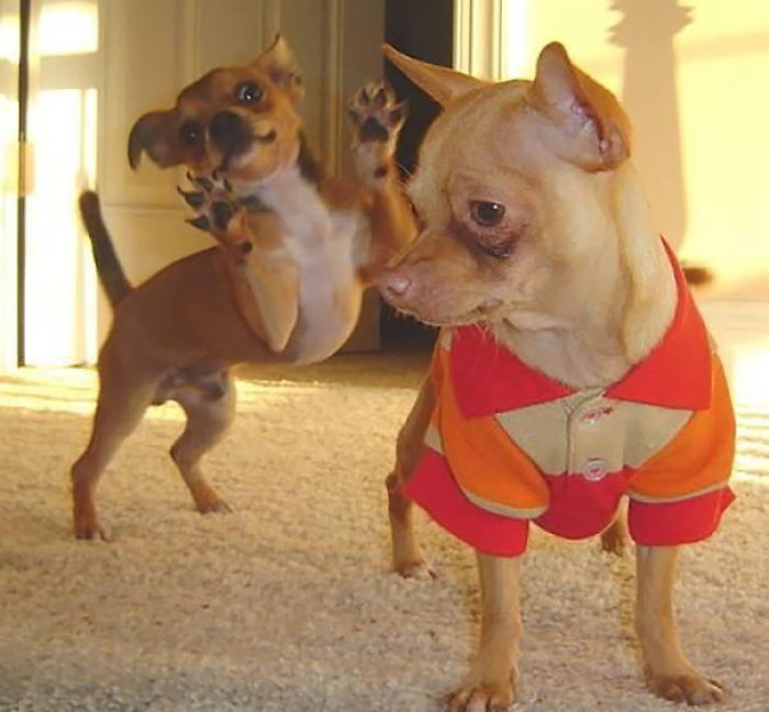 50 Times Asshole Dogs Ruined Perfect Shots 50 Times Asshole Dogs Ruined Perfect Shots