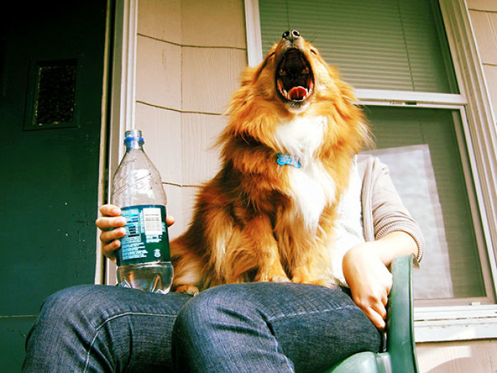 50 Times Asshole Dogs Ruined Perfect Shots 50 Times Asshole Dogs Ruined Perfect Shots