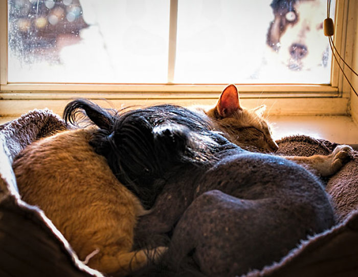 50 Times Asshole Dogs Ruined Perfect Shots 50 Times Asshole Dogs Ruined Perfect Shots