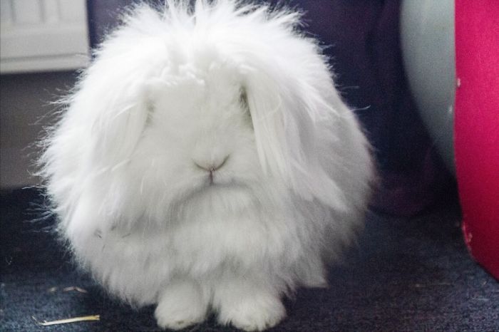 72 Animals That Are So Round They’ll Roll Straight Into Your Heart 72 Animals That Are So Round They’ll Roll Straight Into Your Heart