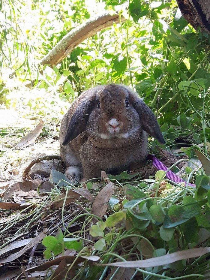 72 Animals That Are So Round They’ll Roll Straight Into Your Heart 72 Animals That Are So Round They’ll Roll Straight Into Your Heart