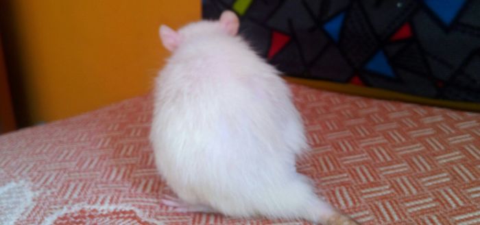 72 Animals That Are So Round They’ll Roll Straight Into Your Heart 72 Animals That Are So Round They’ll Roll Straight Into Your Heart