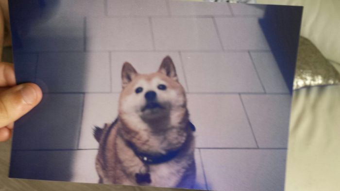 72 Animals That Are So Round They’ll Roll Straight Into Your Heart 72 Animals That Are So Round They’ll Roll Straight Into Your Heart