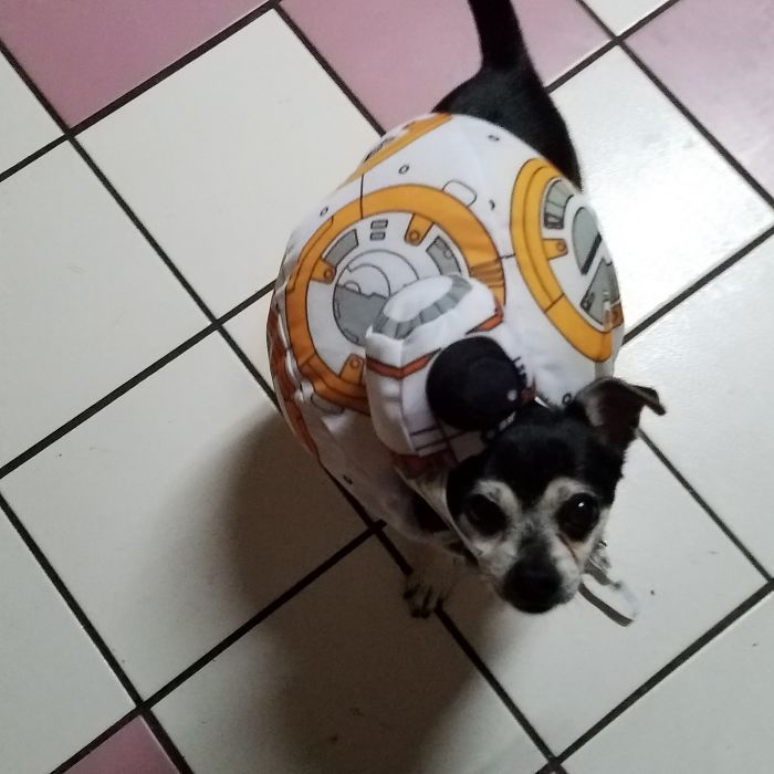 72 Animals That Are So Round They’ll Roll Straight Into Your Heart 72 Animals That Are So Round They’ll Roll Straight Into Your Heart