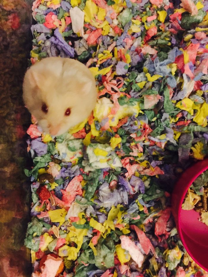 72 Animals That Are So Round They’ll Roll Straight Into Your Heart 72 Animals That Are So Round They’ll Roll Straight Into Your Heart