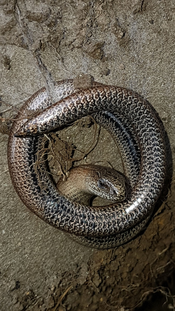 72 Animals That Are So Round They’ll Roll Straight Into Your Heart 72 Animals That Are So Round They’ll Roll Straight Into Your Heart