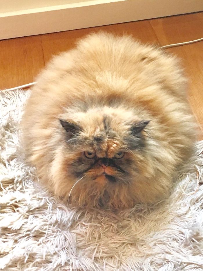 72 Animals That Are So Round They’ll Roll Straight Into Your Heart 72 Animals That Are So Round They’ll Roll Straight Into Your Heart