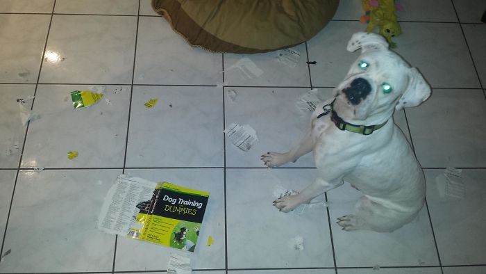 224 Times People Left Their Pets Alone, And Deeply Regretted It (Add Yours) 224 Times People Left Their Pets Alone, And Deeply Regretted It (Add Yours)