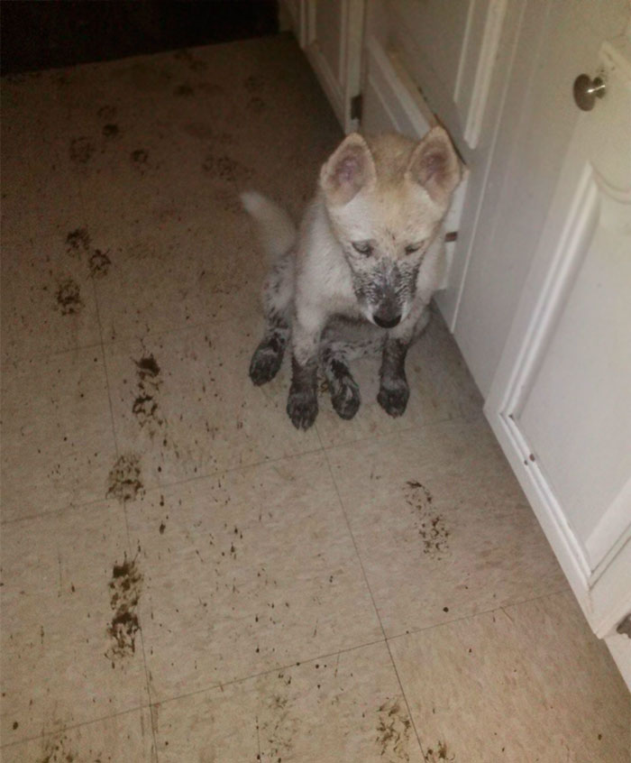 224 Times People Left Their Pets Alone, And Deeply Regretted It (Add Yours) 224 Times People Left Their Pets Alone, And Deeply Regretted It (Add Yours)