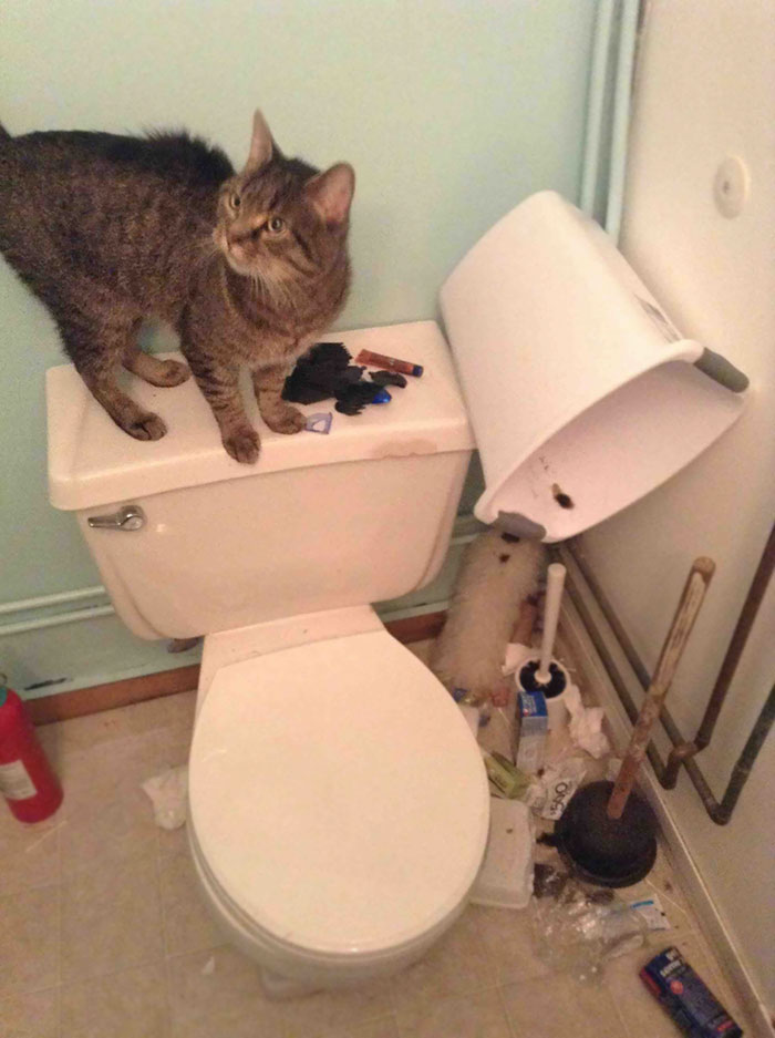 224 Times People Left Their Pets Alone, And Deeply Regretted It (Add Yours) 224 Times People Left Their Pets Alone, And Deeply Regretted It (Add Yours)