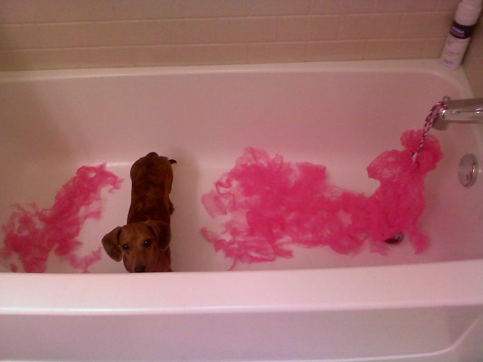 224 Times People Left Their Pets Alone, And Deeply Regretted It (Add Yours) 224 Times People Left Their Pets Alone, And Deeply Regretted It (Add Yours)