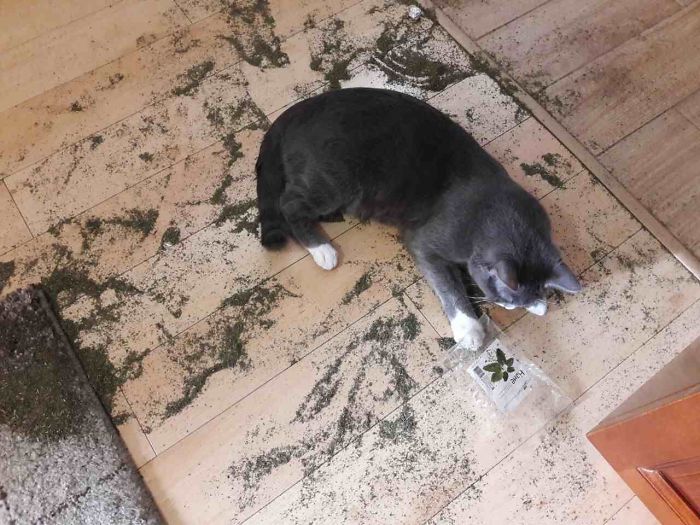 224 Times People Left Their Pets Alone, And Deeply Regretted It (Add Yours) 224 Times People Left Their Pets Alone, And Deeply Regretted It (Add Yours)