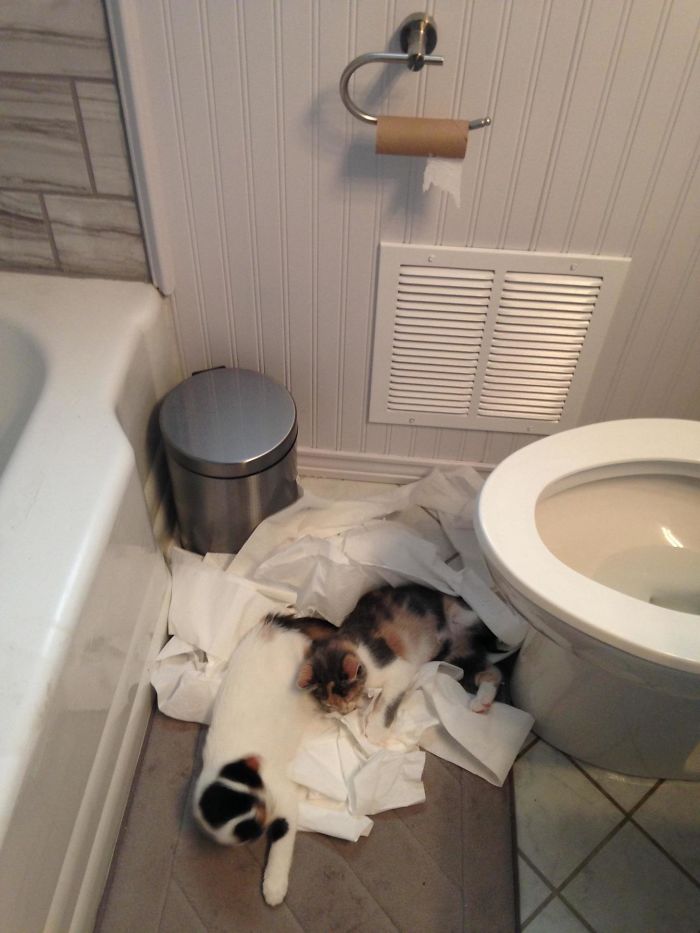 224 Times People Left Their Pets Alone, And Deeply Regretted It (Add Yours) 224 Times People Left Their Pets Alone, And Deeply Regretted It (Add Yours)