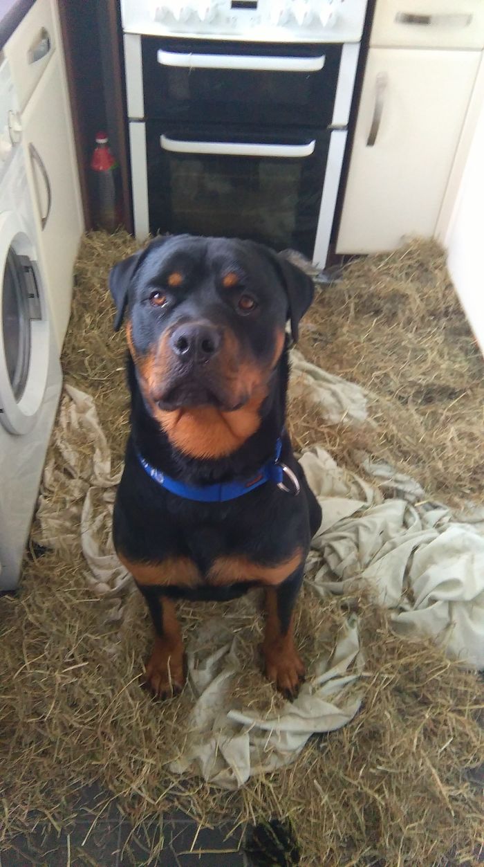 224 Times People Left Their Pets Alone, And Deeply Regretted It (Add Yours) 224 Times People Left Their Pets Alone, And Deeply Regretted It (Add Yours)